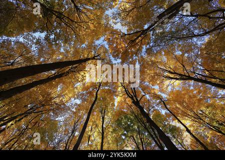 Natur, herbstlicher Wald, Blick von unten auf die Baumspitzen, Provinz Quebec, Kanada, Nordamerika Stockfoto