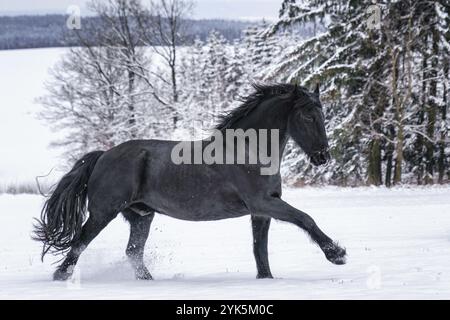 Friesischer Hengst, der auf dem Winterfeld läuft. Das Schwarze Friesenpferd läuft im Winter galoppiert Stockfoto