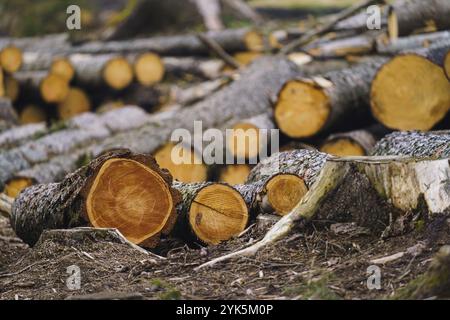 Holzhaufen. Ein Blick auf riesige Stapel von Protokollen Stockfoto