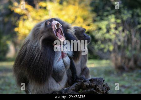 Alpha-Männchen von Gelada Pavian, Theropithecus Gelada, wunderschöner Bodenprimat. Der Affe zeigt große Zähne Stockfoto