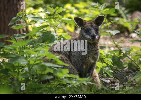 Känguru wallabia bicolor auf Gras in der Natur sitzen Stockfoto