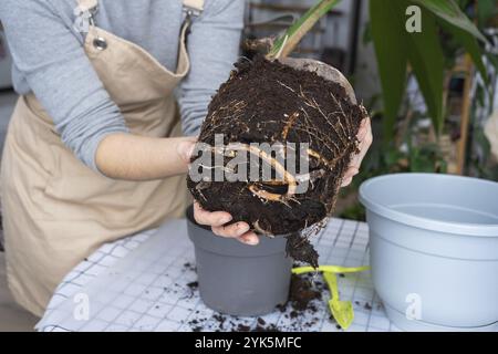 Eine Frau pflanzt eine Kokosnuss-Palmennuss mit einem Klumpen Erde und Wurzeln in einem Topf zu Hause im Inneren wieder ein. Grünhaus, Pflege und Kultivierung tropischer Pflanzen Stockfoto