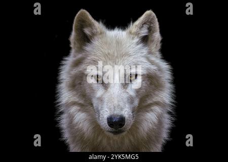 Porträt eines Wolfes auf schwarzem Hintergrund. Polarwolf Stockfoto