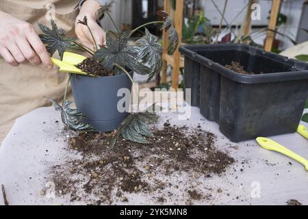 Transplantation einer Heimpflanze Begonia Gryphon in einen neuen Topf. Eine Frau pflanzt einen Stiel mit Wurzeln in einem neuen Boden. Die Pflege einer Topfpflanze, die Hände aus der Nähe Stockfoto