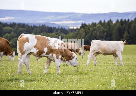 Red Holstein Kühe grasen auf einer Wiese Stockfoto