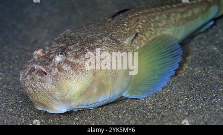 Stargazer, Uranoscopus scaber, Cabo Cope Puntas del Calnegre Regional Park, Mittelmeer, Murcia, Spanien, Europa Stockfoto