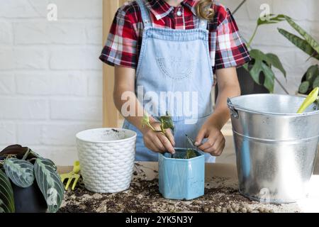 Ein Mädchen transplantiert einen Potted Houseplant Philodendron in einen neuen Boden mit Drainage. Topfpflanzenpflege, Bewässerung, Düngung, von Hand die Mischung w bestreuen Stockfoto