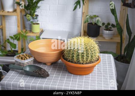 Überwachsene Hauspflanze mit großem Stachelkaktus Echinocactus Gruzoni in einen neuen größeren Topf umtopfen. Pflege von Topfpflanzen, Schutzhandschuhe, Drainage, Topf Stockfoto