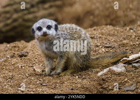 Das kleine Jungtier (Suricata suricatta) sitzt auf einem Sand Stockfoto