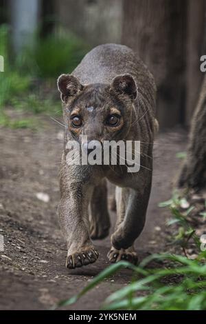 Endemische Madagaskar Fossa läuft auf dem Weg, Cryptoprocta ferox Stockfoto