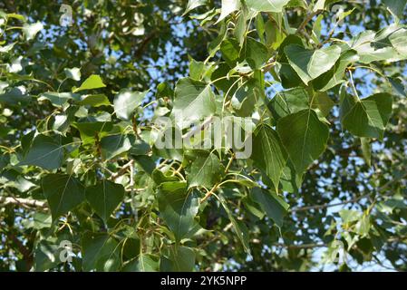 Große helle Pappelblätter, großer Pappelbaum wächst im Garten. Stockfoto