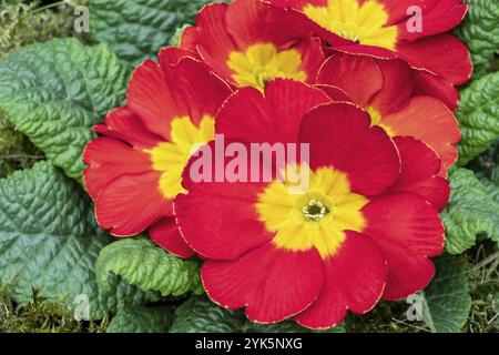 Rote Primrosenblumen, erste Frühlingsblumen Stockfoto