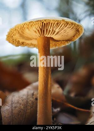 Pilzhäufung (Galerina), verschwommener Hintergrund, Nordrhein-Westfalen, Deutschland, Europa Stockfoto