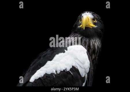 Steller's Seeadler auf schwarzem Hintergrund, Haliaeetus pelagicus Stockfoto