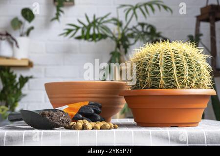 Überwachsene Hauspflanze mit großem Stachelkaktus Echinocactus Gruzoni in einen neuen größeren Topf umtopfen. Pflege von Topfpflanzen, Schutzhandschuhe, Drainage, Topf Stockfoto