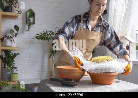 Überwachsene Hauspflanze mit großem Stachelkaktus Echinocactus Gruzoni in einen neuen größeren Topf umtopfen. Eine Frau in Schutzhandschuhen hüllt einen Kaktus mit einer Blase Stockfoto