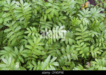 Krautige Pflanze Silberweed genannt potentilla anserina oder argentinien anserina Stockfoto