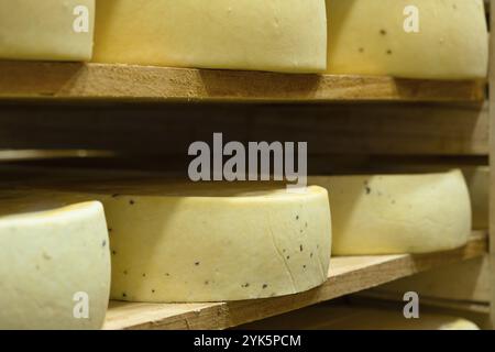 In der Käsefabrik liegen runde Käseköpfe in den Regalen im Lager zur Reifung. Herstellung von Naturkäse, Lebensmittellager Stockfoto