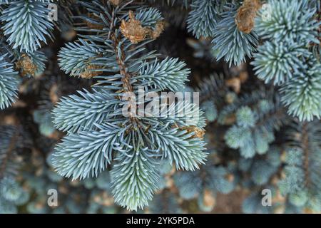 Junge Triebe auf Zweigen Blaufichte Stockfoto