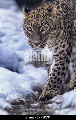 Persischer Leopard (Panthera pardus saxicolor) im Winter Stockfoto