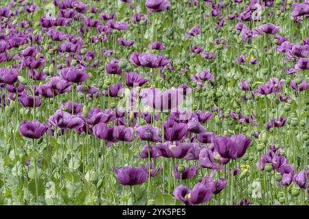 Lila Mohnblüten auf einem Feld. (Papaver somniferum). Mohn, landwirtschaftliche Nutzpflanzen Stockfoto