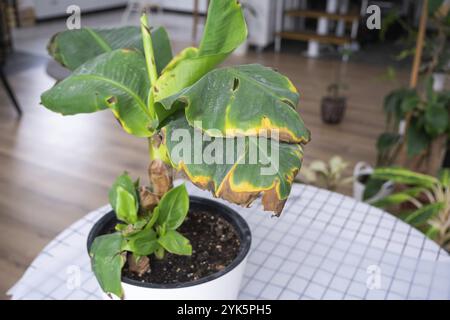 Probleme beim Anbau von Hauspflanzen Probleme beim Anbau von Hauspflanzen Musa Banan, Blätter mit gelben trockenen Spitzen, verwelkt, Affe Stockfoto