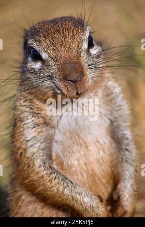 Rotes Eichhörnchen, Paraxerus palliatus, Nashorn- und Löwenreservat, Gauteng, Südafrika, Afrika Stockfoto