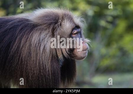 Alpha-Männchen von Gelada Pavian, Theropithecus Gelada, wunderschöner Bodenprimat. Der Affe zeigt große Zähne Stockfoto