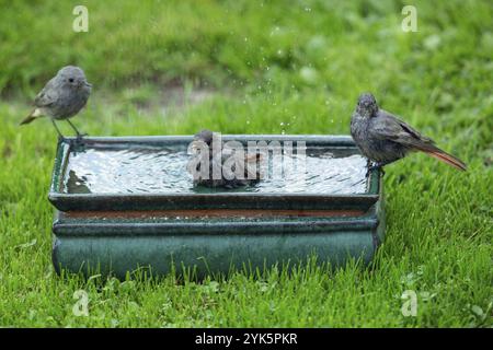 Drei Vögel stehen im und auf dem Topf mit Wasser in grünem Gras und baden unterschiedlich mit Wassertropfen Stockfoto