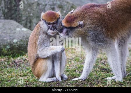 Patas-Affe auch Husar-Affe (Erythrocebus patas) Stockfoto