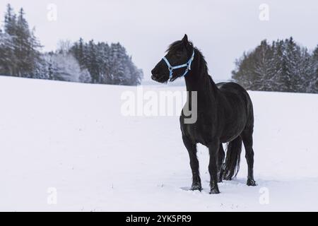 Friesischer Hengst im Winterfeld. Schwarzes friesisches Pferd im Winter Stockfoto