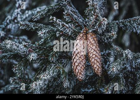 Frostige Fichtenzweige mit Nadeln und vielen Zapfen im Winter. Frostige Zapfen auf Fichte. Tannenbaum. Weihnachtsdeko-Konzept Stockfoto