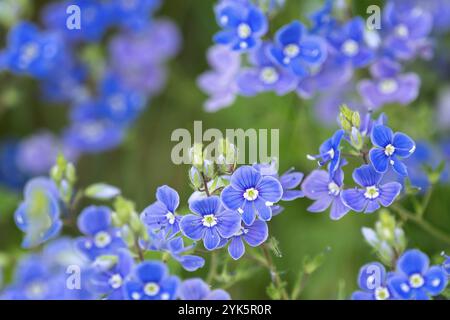 Veronica chamaedrys, blaue Blüten im Frühling Stockfoto