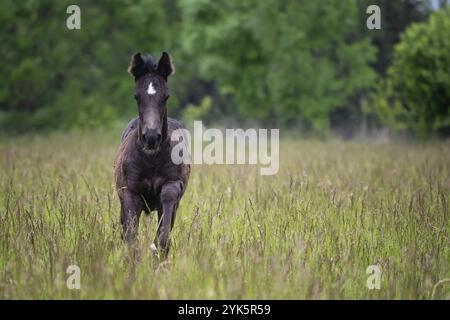 Fohlen im Frühling, schwarzes Pferd Stockfoto