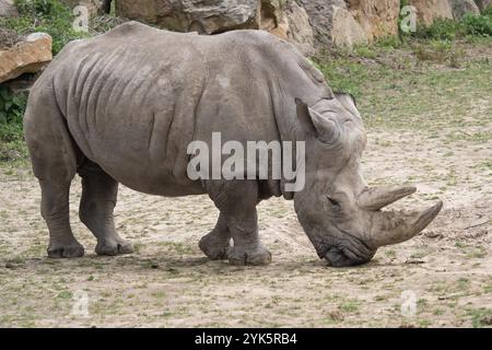 Südliches weißes Nashorn (Ceratotherium simum simum) Kritisch gefährdete Tierarten Stockfoto