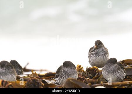 Sandfänger (Calidris maritima), der in der Alge auf der Helgolanddüne ruht, Helgoland, Deutschland, Europa Stockfoto