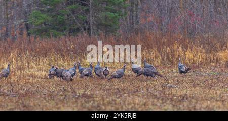 Herde von tom-Puten, die an einem nassen Herbsttag im Norden von Wisconsin fressen. Stockfoto