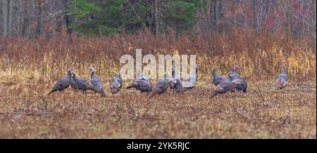 Herde von tom-Puten, die an einem nassen Herbsttag im Norden von Wisconsin fressen. Stockfoto