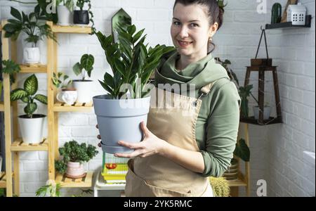 Unprätentiöse und beliebte Zamiokulkas in den Händen einer Frau im Inneren eines grünen Hauses mit Regal-Sammlungen von einheimischen Pflanzen. Eigenernte Stockfoto