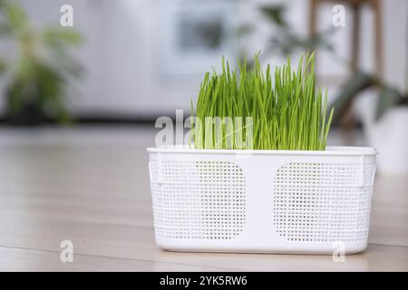 Grasvitamine für Haustiere werden zu Hause angebaut. Katzenkeimhafer und Hund in einem Topf Stockfoto