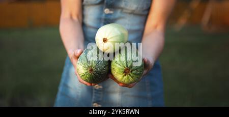 Zucchini und Zucchini in den Händen eines Bauern in einem Vorort mit einem Bauernhof. Umweltfreundliche Ernte, ökologischer Garten, Gemüseanbau in der gar Stockfoto