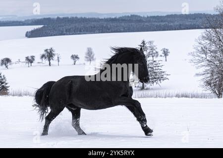 Friesischer Hengst, der auf dem Winterfeld läuft. Das Schwarze Friesenpferd läuft im Winter galoppiert Stockfoto