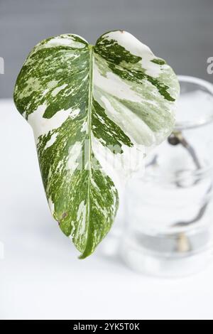 Wurzelsprossen von Philodendron Monstera Alba zum Eintopfen. Vermehrung von Hauspflanzen, Stecklingen und Kultivierung Stockfoto