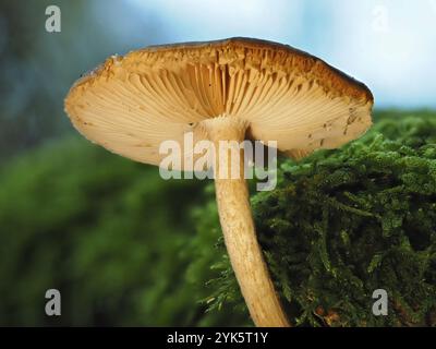 Pilzhäufung (Galerina), verschwommener Hintergrund, Nordrhein-Westfalen, Deutschland, Europa Stockfoto