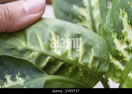 Hinterlässt Heimpflanzen, die von einer Spinnenmilbe befallen sind, kleine Insekten, Probleme beim Anbau von Hauspflanzen. Pflanzenbehandlung und Schädling und Pilz contro Stockfoto