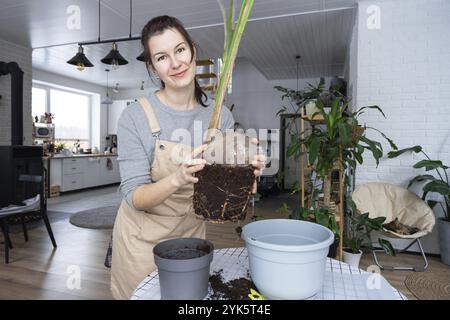 Eine Frau pflanzt eine Kokosnuss-Palmennuss mit einem Klumpen Erde und Wurzeln in einem Topf zu Hause im Inneren wieder ein. Grünhaus, Pflege und Kultivierung tropischer Pflanzen Stockfoto