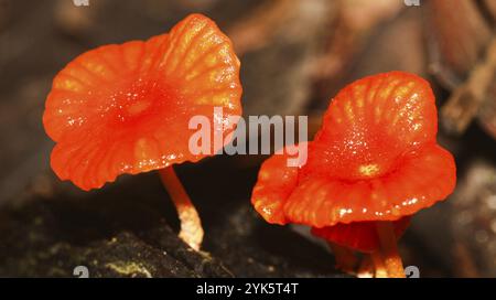 Tropischer Pilz, Tropischer Regenwald, Napo River Basin, Amazonien, Ecuador, Amerika, Südamerika Stockfoto