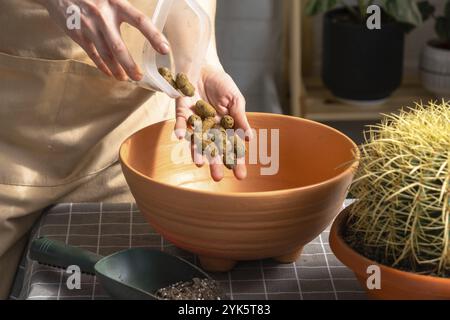 Drainage aus expandiertem Ton zum Boden des Topfes, um überwachsene Hauspflanzen mit großem Stachelkaktus Echinocactus Gruzoni in einen neuen größeren Topf umzutopfen Stockfoto