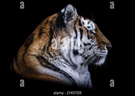 Vorderansicht des sibirischen Tigers isoliert auf schwarzem Hintergrund. Porträt des sibirischen Tigers, Panthera tigris altaica Stockfoto