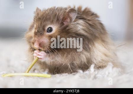 Lustiger, flauschiger syrischer Hamster isst einen grünen Kleeblatt, stopft seine Wangen. Futter für ein Nagetier, Vitamine. Nahaufnahme Stockfoto